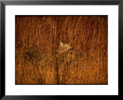Tiger, Camouflaged Amidst Tall, Golden Grass, Setting Out At Dusk For Night Of Hunting by Stan Wayman Pricing Limited Edition Print image