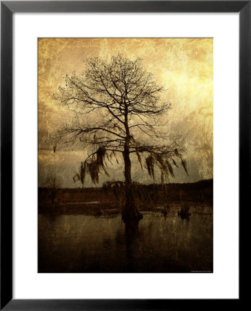 Cypress by Lydia Marano Pricing Limited Edition Print image