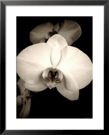 Sepia Orchid by Lydia Marano Pricing Limited Edition Print image