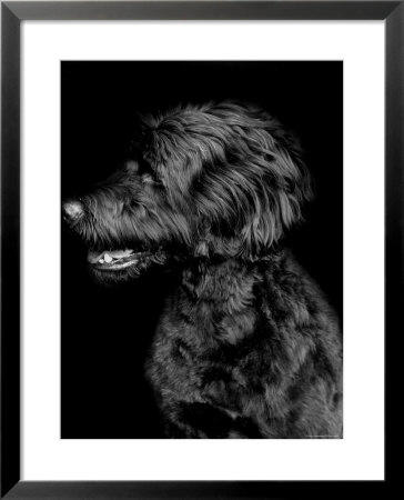 Mojo, No. 4 by Traer Scott Pricing Limited Edition Print image