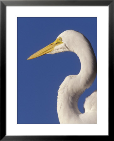 Great Egret, Ft. Myers Beach, Florida by Peter Hawkins Pricing Limited Edition Print image