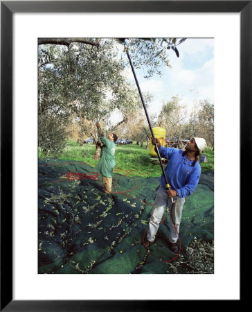 Vibrating Olives From The Trees In The Groves Of Marina Colonna, San Martino, Molise, Italy by Michael Newton Pricing Limited Edition Print image