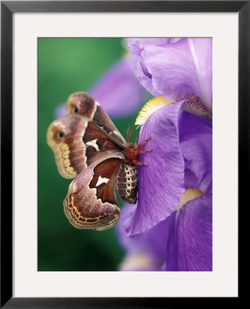 Cecropia Moth On Iris In Garden by Nancy Rotenberg Pricing Limited Edition Print image