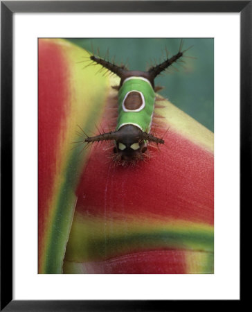 Close-Up Of Caterpillar On Heliconia Plant, Costa Rica by Nancy Rotenberg Pricing Limited Edition Print image