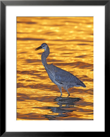 Great Blue Heron In Golden Water At Sunset, Fort De Soto Park, St. Petersburg, Florida, Usa by Arthur Morris Pricing Limited Edition Print image