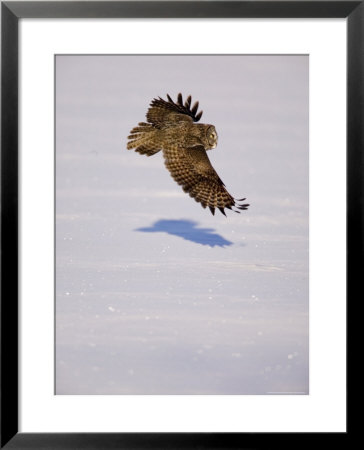 Great Grey Owl Glides Over Snow, Minnesota, Usa by Richard Hamilton Smith Pricing Limited Edition Print image