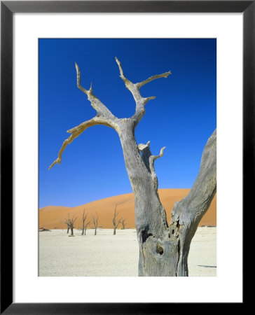 Dead Trees And Sun-Baked Pan, Dead Vlei, Namib Naukluft Park, Namibia by Lee Frost Pricing Limited Edition Print image