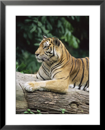 Sumatran Tiger, In Captivity At Singapore Zoo, Singapore by Ann & Steve Toon Pricing Limited Edition Print image