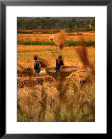 Rice Harvest, Thailand by Jerry Alexander Pricing Limited Edition Print image