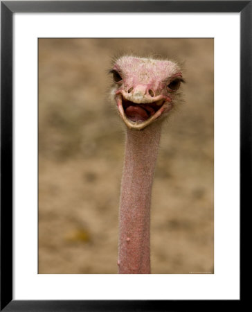 Closeup Of A Female, Captive Ostrich by Tim Laman Pricing Limited Edition Print image