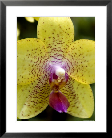Close View Of A Yellow Orchid Blossom, Groton, Connecticut by Todd Gipstein Pricing Limited Edition Print image