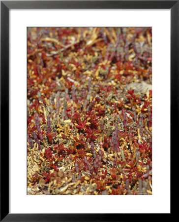 Myriad Of Bright Red And Orange Sarcocornia Glass Wort Succulents, Coorong National Park, Australia by Jason Edwards Pricing Limited Edition Print image