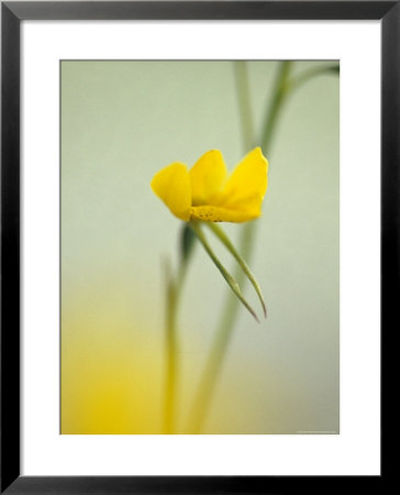 The Delicate And Vulnerable Diuris Behrii, Golden Cowslips Orchid, Melbourne Zoo, Australia by Jason Edwards Pricing Limited Edition Print image