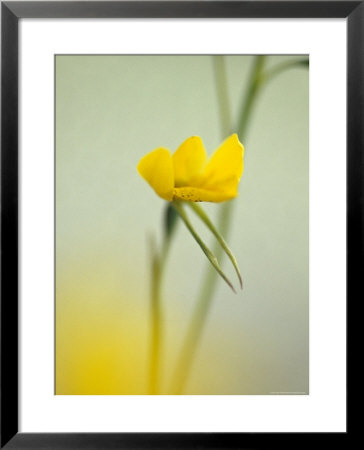 The Delicate And Vulnerable Diuris Behrii, Golden Cowslips Orchid, Melbourne Zoo, Australia by Jason Edwards Pricing Limited Edition Print image