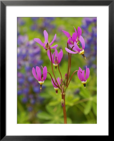 Shooting Star Wildflowers In Boggy Meadow, Alaska by Ralph Lee Hopkins Pricing Limited Edition Print image