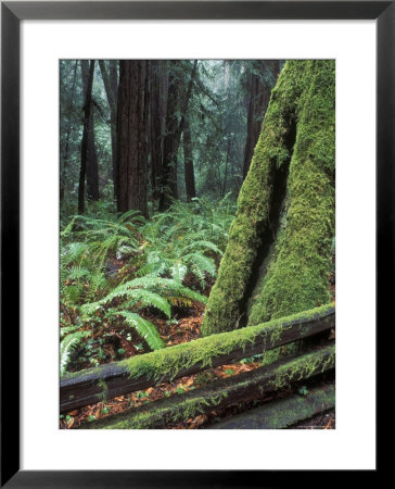 Winter Greenery In The Redwood Forest, California by Rich Reid Pricing Limited Edition Print image