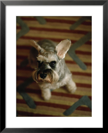 Miniature Schnauzer Dog Looks At The Camera by Eightfish Pricing Limited Edition Print image