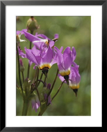 Close View Of Purple Shooting Star Flowers by Marc Moritsch Pricing Limited Edition Print image