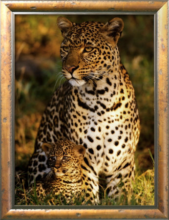 Leopard With Infant At Masai-Mara, Kenya by Michel & Christine Denis-Huot Pricing Limited Edition Print image