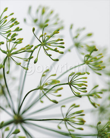 Fennel by Sara Deluca Pricing Limited Edition Print image