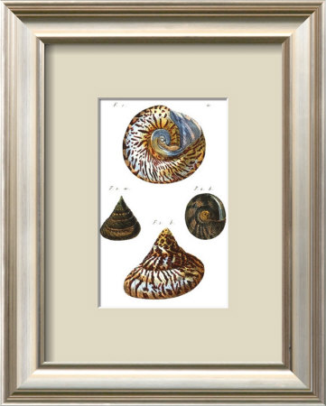 Shells Ii by Daniel Diderot Pricing Limited Edition Print image