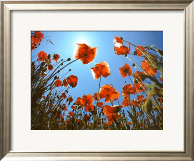 Poppies by Laurent Pinsard Pricing Limited Edition Print image