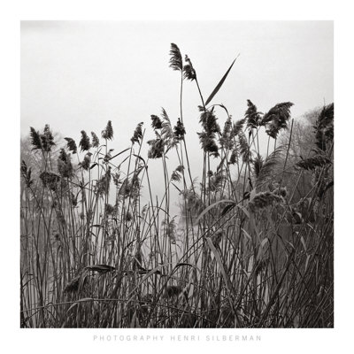 Prospect Lake Grasses, Prospect Lake by Henri Silberman Pricing Limited Edition Print image