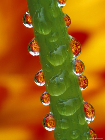 Flowers Reflected In Dew Drops On Dahlia Stem by Dennis Kirkland Pricing Limited Edition Print image