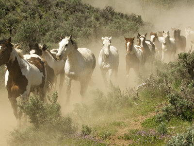 Running Horses Kicking Up Dust During Roundup, Malaga, Washington, Usa by Dennis Kirkland Pricing Limited Edition Print image