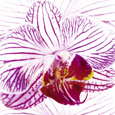 Orchid I by Mel Allen Pricing Limited Edition Print image