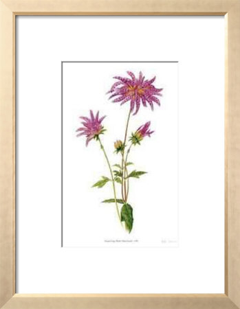 Dahlia by Pamela Stagg Pricing Limited Edition Print image