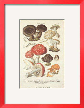 Fungi Iii by Anton Hartinger Pricing Limited Edition Print image