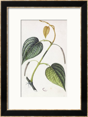 Betel, Botanical Plate, Circa 1810 by Pierre Jean Francois Turpin Pricing Limited Edition Print image
