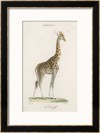 Giraffe by Paul Fournier Pricing Limited Edition Print image