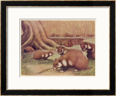 Examples Of The Rhine Hamster by Louis A. Sargent Pricing Limited Edition Print image
