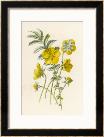 Silverweed by F. Edward Hulme Pricing Limited Edition Print image
