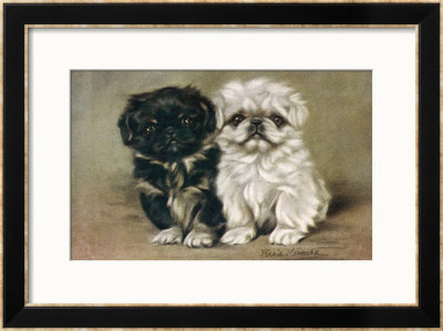 Black And A White Pekingese Puppy Sit Close Together by P. Kirmse Pricing Limited Edition Print image