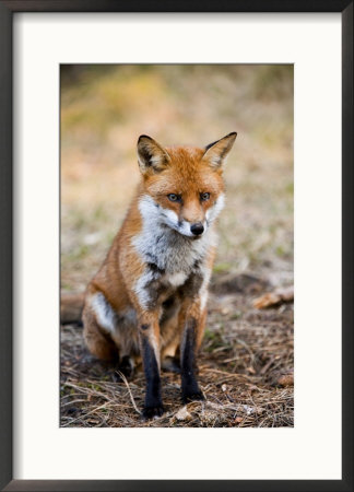 Red Fox, Sitting In Pine Needles, Lancashire, Uk by Elliott Neep Pricing Limited Edition Print image