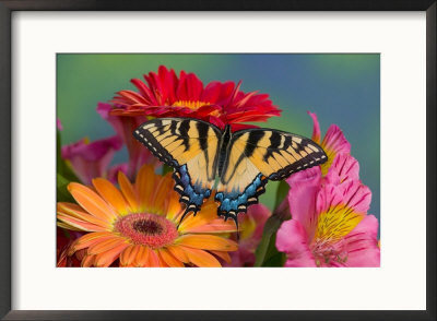 Eastern Tiger Swallowtail Female On Gerber Daisies, Sammamish, Washington, Usa by Darrell Gulin Pricing Limited Edition Print image