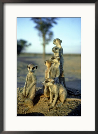 Meerkats, Emerging From Den, Kalahari by David Macdonald Pricing Limited Edition Print image