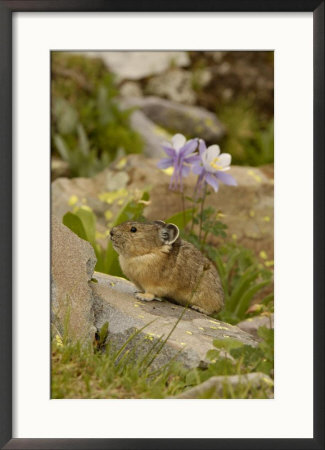 American Pika, Yankee Boy Basin, Colorado, Usa by Daniel Cox Pricing Limited Edition Print image