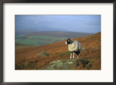Sheep On Rock, Derbyshire, Uk by Mark Hamblin Pricing Limited Edition Print image