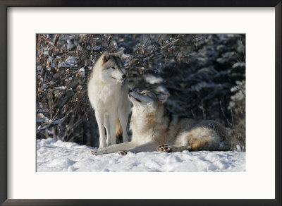 Gray Wolf Couple, Ste-Anne-De-Bellevue, Canada by Robert Servranckx Pricing Limited Edition Print image