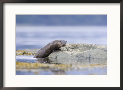 European Otter, Juvenile Climbing Out Of The Water Onto A Rock, Scotland by Elliott Neep Pricing Limited Edition Print image