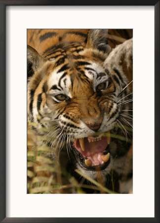 Bengal Tiger, Snarling, Madhya Pradesh, India by Elliott Neep Pricing Limited Edition Print image