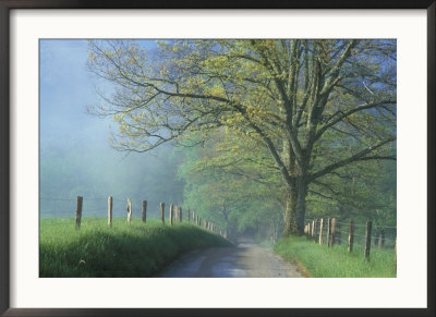 Foggy Road And Oak, Cades Cove, Great Smoky Mountains National Park, Tennessee, Usa by Darrell Gulin Pricing Limited Edition Print image