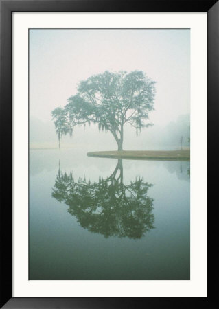 Louisiana, Oak Tree With Reflection by Ken Glaser Pricing Limited Edition Print image