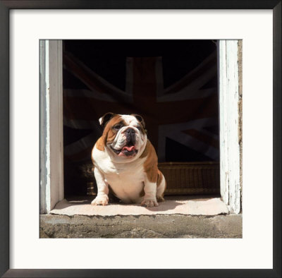 Bulldog by Martin Fox Pricing Limited Edition Print image
