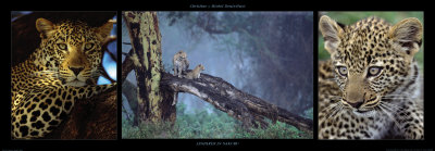 Leopards In Nakuru by Michel & Christine Denis-Huot Pricing Limited Edition Print image