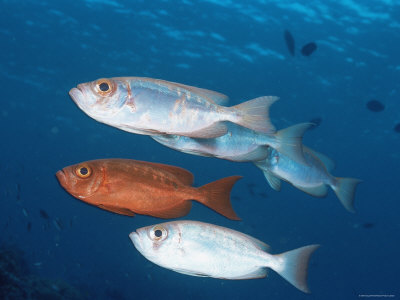 Two Colour Phases Of Goggle Eye Fish, Sipadan, Sabah, Borneo, Malaysia by Doug Perrine Pricing Limited Edition Print image